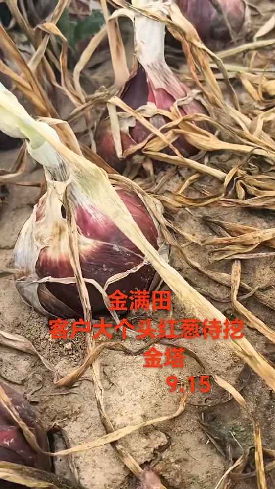 金塔基地待挖的大个头红葱