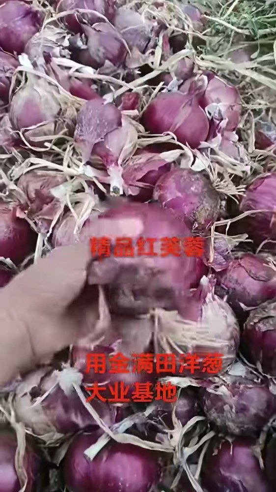 精品红芙蓉洋葱,收获后堆放在田间