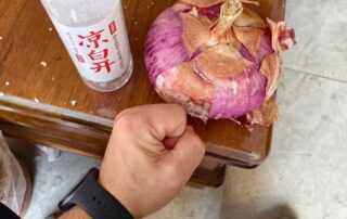 红芙蓉洋葱个头与拳头对比