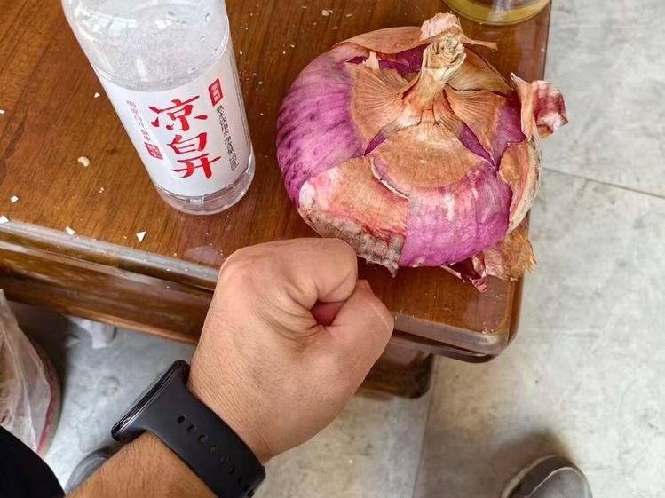 红芙蓉洋葱个头与拳头对比